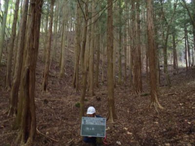 過密により下層植生が皆無な森林