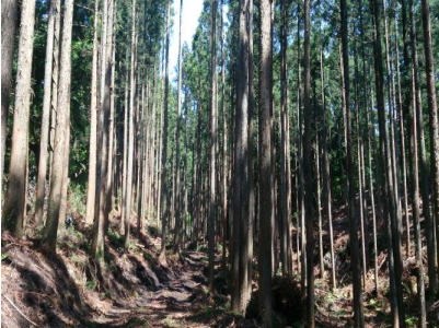 間伐により日照が入り、また樹形を整えた作業後の森林