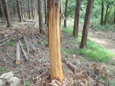 野生動物による樹木の剥皮被害