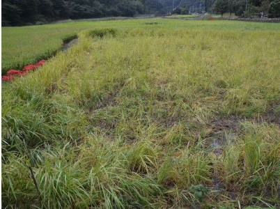 イノシシによる田畑の被害